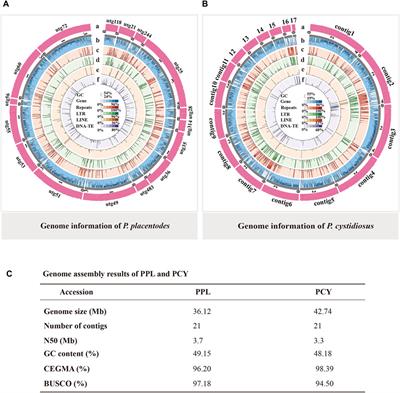 Comparative genomic analysis of pleurotus species reveals insights into the evolution and coniferous utilization of Pleurotus placentodes